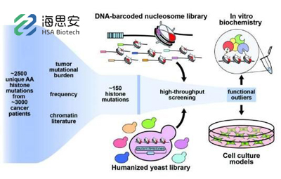 科学家已成功解析人类癌症中的组蛋白突变蓝图