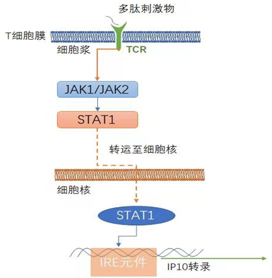 分子诊断专题 | 分子诊断在结核病检测中的应用